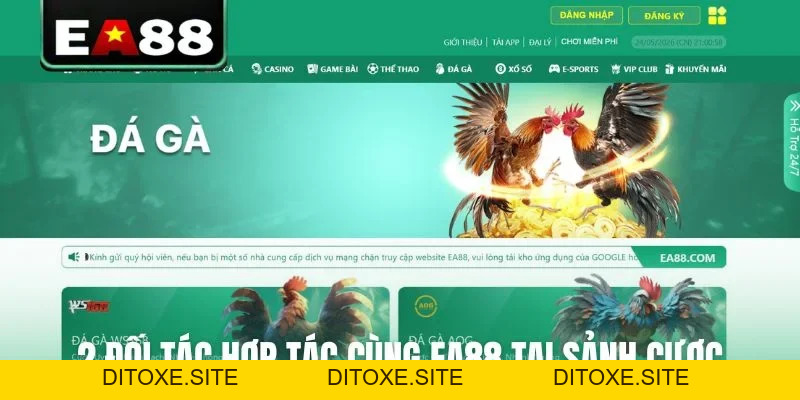 Đá gà EA88 - Sảnh Cược Trực Tiếp Đỉnh Cao Dành Cho Kê Thủ - DITOXE