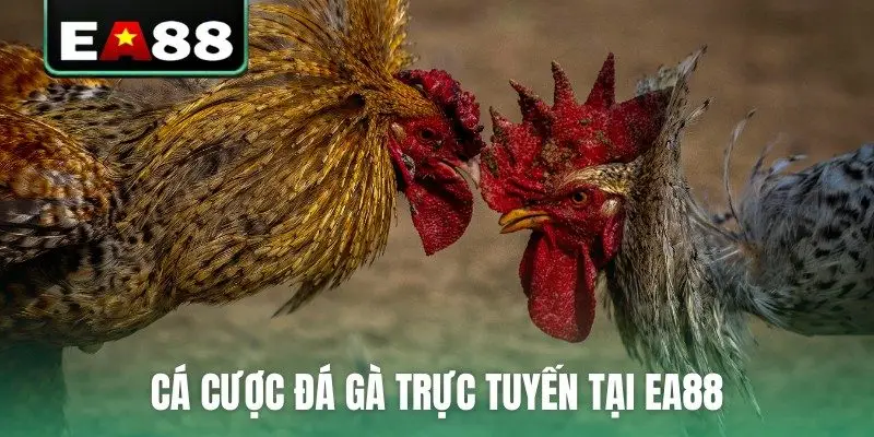 Đá Gà Trực Tuyến EA88 Kịch Tính Và Hấp Dẫn Mỗi Ngày - DITOXE