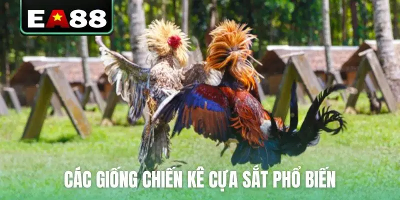 Đá Gà Cựa Sắt Trực Tiếp - Cập Nhật Lịch Thi Đấu Mới Nhất - DITOXE