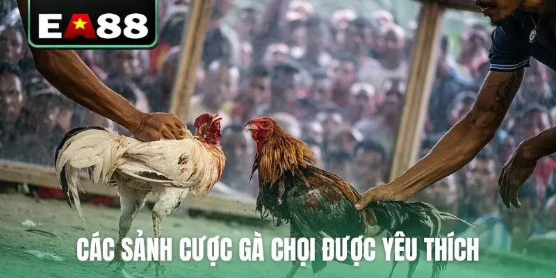 Đá Gà Trực Tuyến EA88 Kịch Tính Và Hấp Dẫn Mỗi Ngày - DITOXE