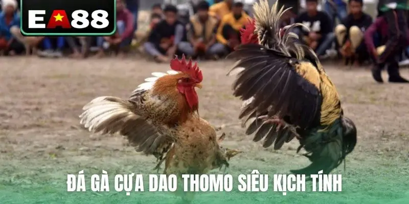 Đá Gà Thomo Trực Tiếp Video Sắc Nét Bên Cam Tại EA88 - DITOXE