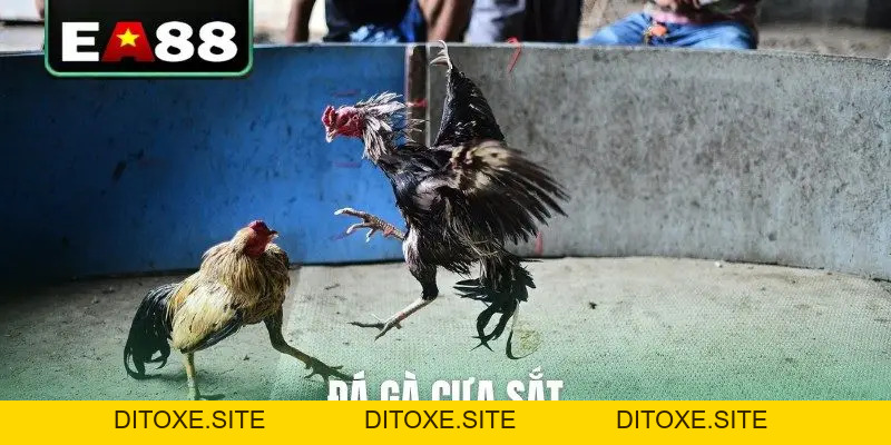 Đá gà EA88 - Sảnh Cược Trực Tiếp Đỉnh Cao Dành Cho Kê Thủ - DITOXE