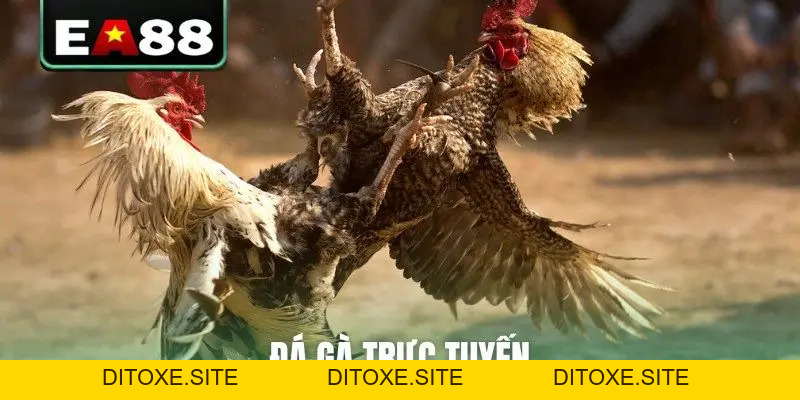 Đá gà EA88 - Sảnh Cược Trực Tiếp Đỉnh Cao Dành Cho Kê Thủ - DITOXE