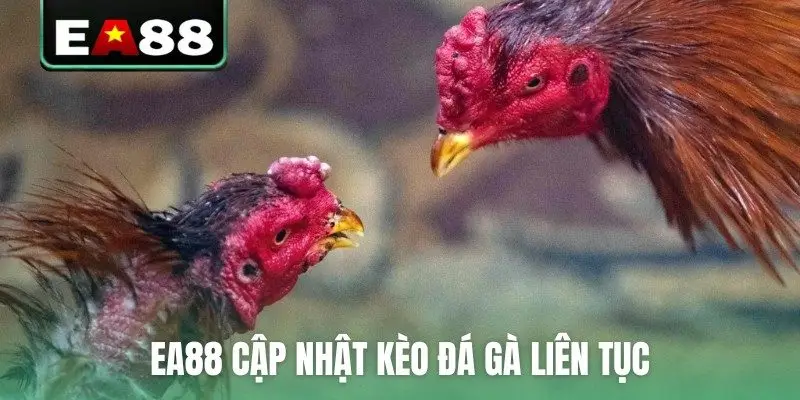 Đá Gà Trực Tuyến EA88 Kịch Tính Và Hấp Dẫn Mỗi Ngày - DITOXE