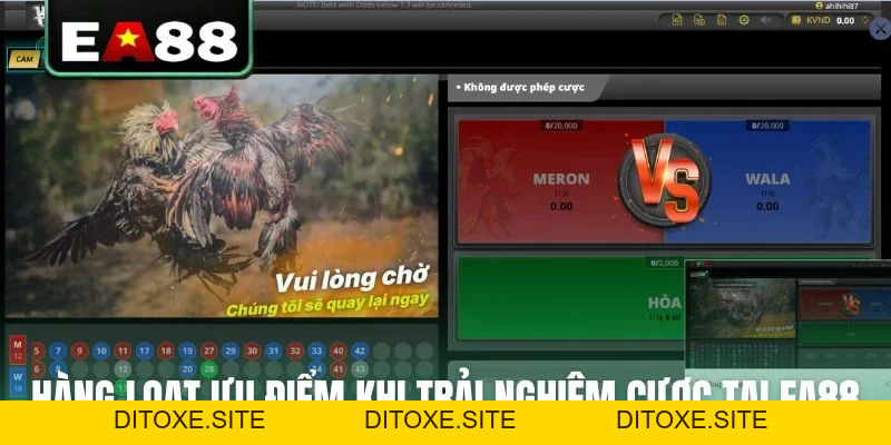 Đá gà EA88 - Sảnh Cược Trực Tiếp Đỉnh Cao Dành Cho Kê Thủ - DITOXE