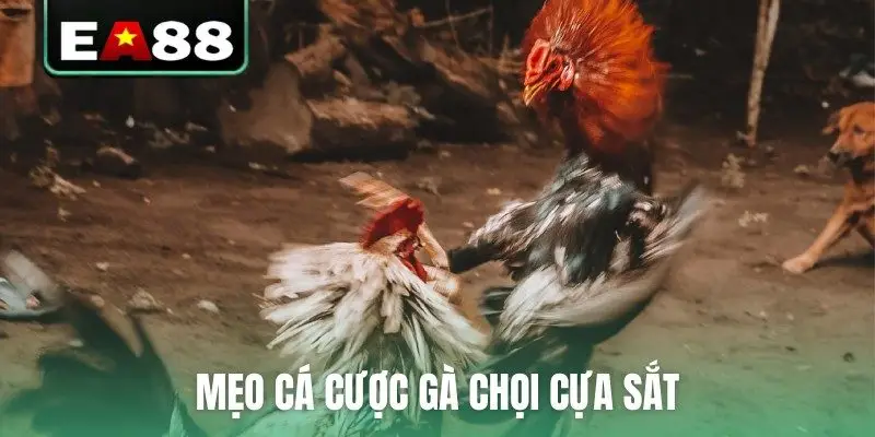 Đá Gà Cựa Sắt Trực Tiếp - Cập Nhật Lịch Thi Đấu Mới Nhất - DITOXE