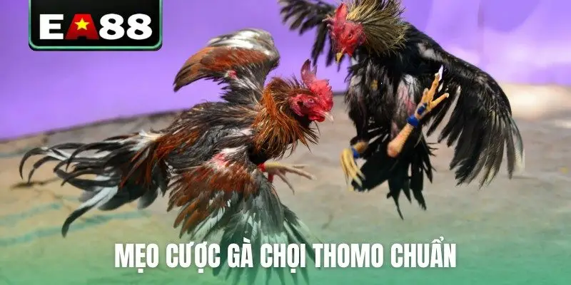 Đá Gà Thomo Trực Tiếp Video Sắc Nét Bên Cam Tại EA88 - DITOXE