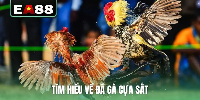 Đá Gà Cựa Sắt Trực Tiếp - Cập Nhật Lịch Thi Đấu Mới Nhất - DITOXE