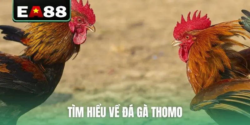 Đá Gà Thomo Trực Tiếp Video Sắc Nét Bên Cam Tại EA88 - DITOXE